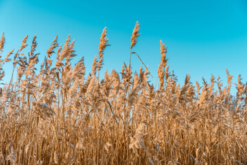 Fluffy reeds swaying in the wind on a Sunny winter day. Beautiful natural background