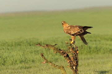 Spanish Imperial Eagle two year old female with the first light of dawn on a cold winter day
