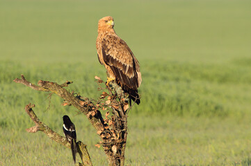 Spanish Imperial Eagle two year old female with the first light of dawn on a cold winter day