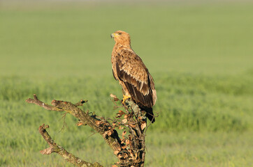 Spanish Imperial Eagle two year old female with the first light of dawn on a cold winter day
