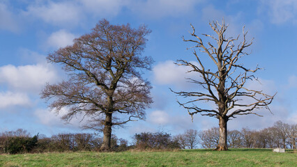English countryside in winter showing trees with no foliage against blue sky