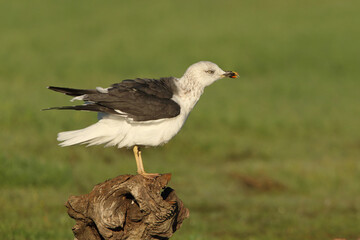 Yellow-legged gull with the first light of dawn on a cold winter's day