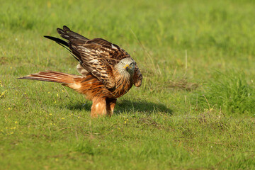 Red kite with the first light of dawn on a cold winter day
