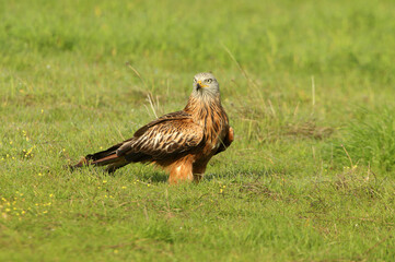 Red kite with the first light of dawn on a cold winter day