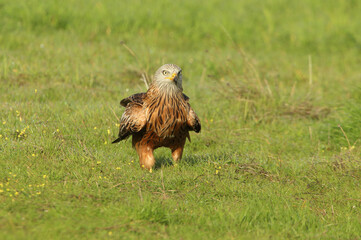 Red kite with the first light of dawn on a cold winter day