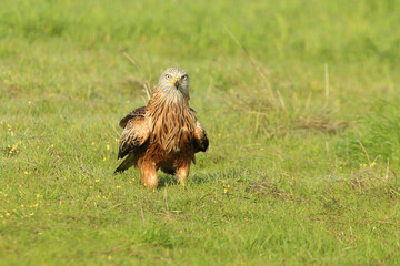 Red kite with the first light of dawn on a cold winter day