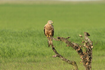 Red kite with the first light of dawn on a cold winter day