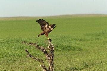 Adult female Western marsh harrier with the first light of dawn on a cold sunny winter day