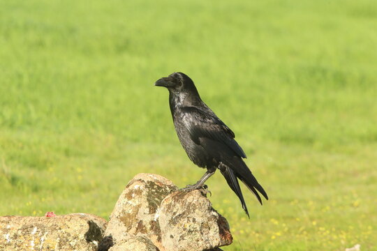 Common raven with the first light of dawn on a cold winter's day