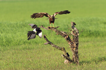 Western marsh harrier adult male bothered by a common magpie