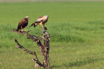 Western marsh harrier adult female and red kite with the first light of day