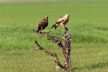 Western marsh harrier adult female and red kite with the first light of day