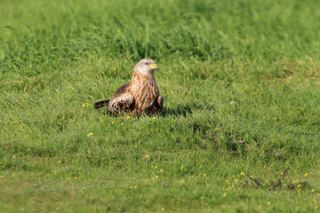 Red kite with the first light of dawn on a cold winter day