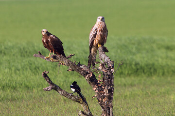 Western marsh harrier adult female and red kite with the first light of day