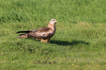 Red kite with the first light of dawn on a cold winter day