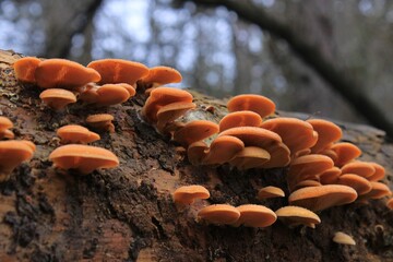 mushrooms in the forest, wild mushrooms on wood, fungus on tree, nature forest © Teodor
