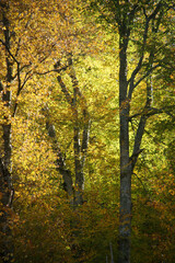 Fototapeta premium A photo of trees that have bright, dark, yellow, and red leaves in the autumn season.