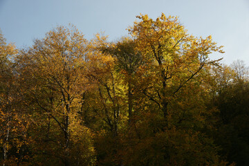 Obraz premium A photo of trees that have bright, dark, yellow, and red leaves in the autumn season.