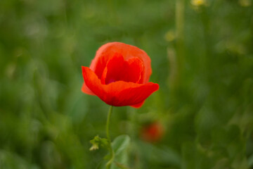 Schlafmohn