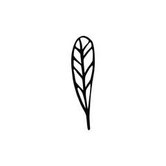 Single hand drawn leaf. Doodle isolated on white background. Vector illustration.