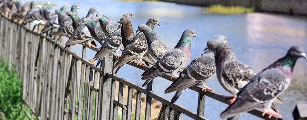 A lot of gray pigeons sitting on the iron fence of the river on the city embankment. Selective focus. Banner.	