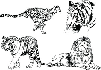 vector drawings sketches different predator , tigers lions cheetahs and leopards are drawn in ink by hand , objects with no background