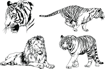 vector drawings sketches different predator , tigers lions cheetahs and leopards are drawn in ink by hand , objects with no background