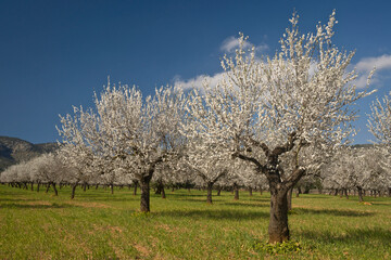 Fototapeta na wymiar Almendros en flor, Prunus dulcis. S' Esglaieta. Mallorca.Islas Baleares. Spain.