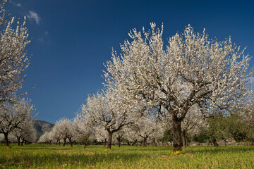 Obraz premium Almendros en flor, Prunus dulcis. S' Esglaieta. Mallorca.Islas Baleares. Spain.