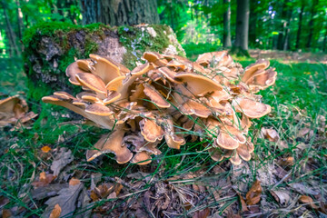 mushrooms on a tree stump in a Forest in Bavaria Germany