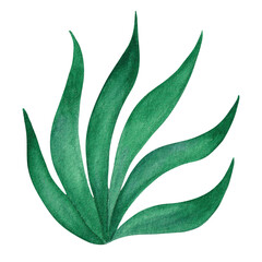 Fototapeta na wymiar Green plant, algae. Isolated hand painted watercolor illustration