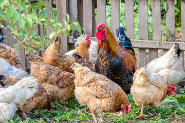  feathered chicken and rooster on grazing