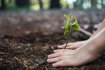 Hands planting a tree in nature to save the earth - Concept of environmental ecology.