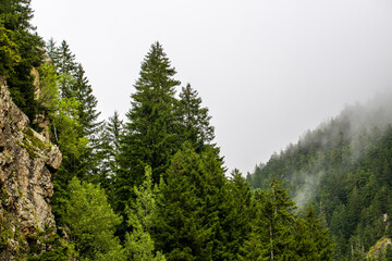 Pine trees are among the types of coniferous trees and are one of the trees that do not leave their leaves in summer and winter. Pine trees are one of the long-lived tree species.
