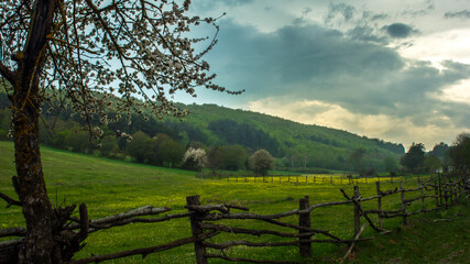 Fototapeta na wymiar A meadow landscape, which contains hedges, plants, trees and clouds, from countryside in Turkey. 