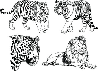 vector drawings sketches different predator , tigers lions cheetahs and leopards are drawn in ink by hand , objects with no background