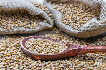 Fototapeta premium Wooden spoon of wheat seeds and a bag of grain. Rustic background.