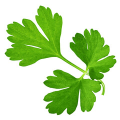 Parsley isolated on white background, clipping path, full depth of field
