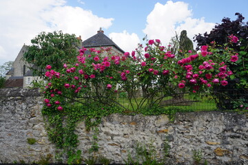 Fototapeta na wymiar old house in the village with a rose bush fence in France