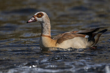 Nilgans (Alopochen aegyptiacus)