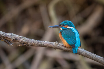 Eisvogel (Alcedo atthis) Männchen