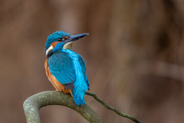 Eisvogel (Alcedo atthis) Männchen