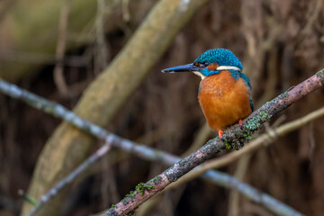 Eisvogel (Alcedo atthis) Männchen