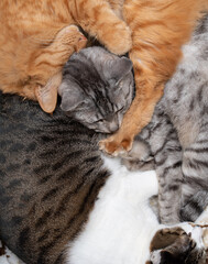 Fototapeta premium 仲良く寝る猫 多頭飼い