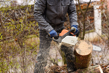 Woodcutter saws tree with chainsaw. Felling tree with chainsaw in the forest. Czech Republic, Europe.