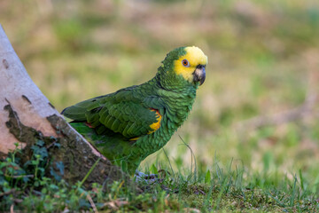 Gelbkopfamazone (Amazona oratrix)