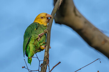 Gelbkopfamazone (Amazona oratrix)