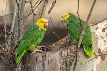Gelbkopfamazone (Amazona oratrix)