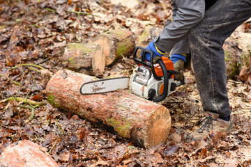 Woodcutter saws tree with chainsaw. Felling tree with chainsaw in the forest. Czech Republic, Europe.