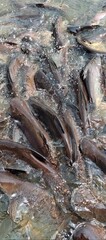fish in the water